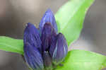 Showy gentian